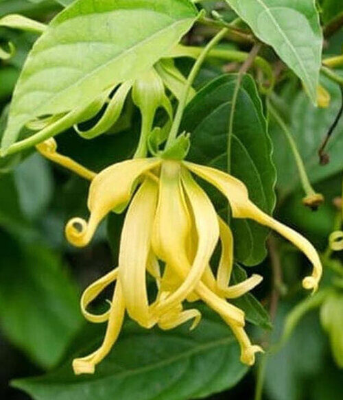 The Flowers of Bali Ylang Ylang (Cananga)