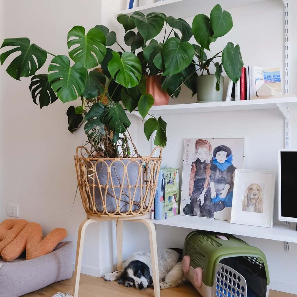 Potted plant on heated floor