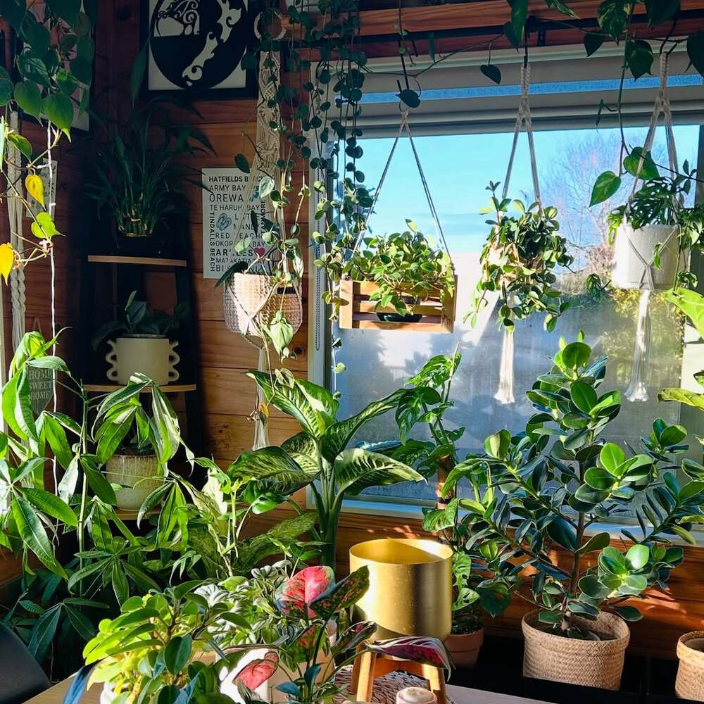 Sun-drenched indoor jungle with various houseplants