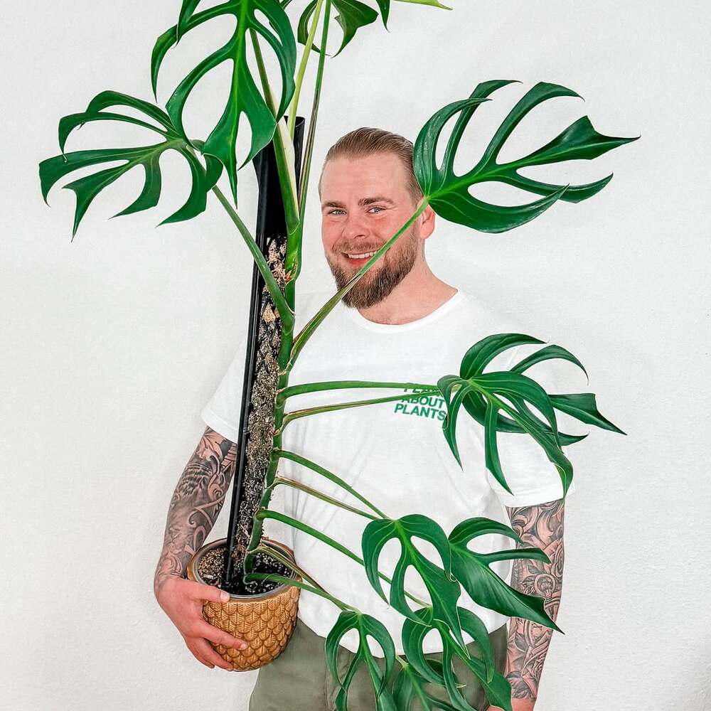 Man holding a large potted Monstera