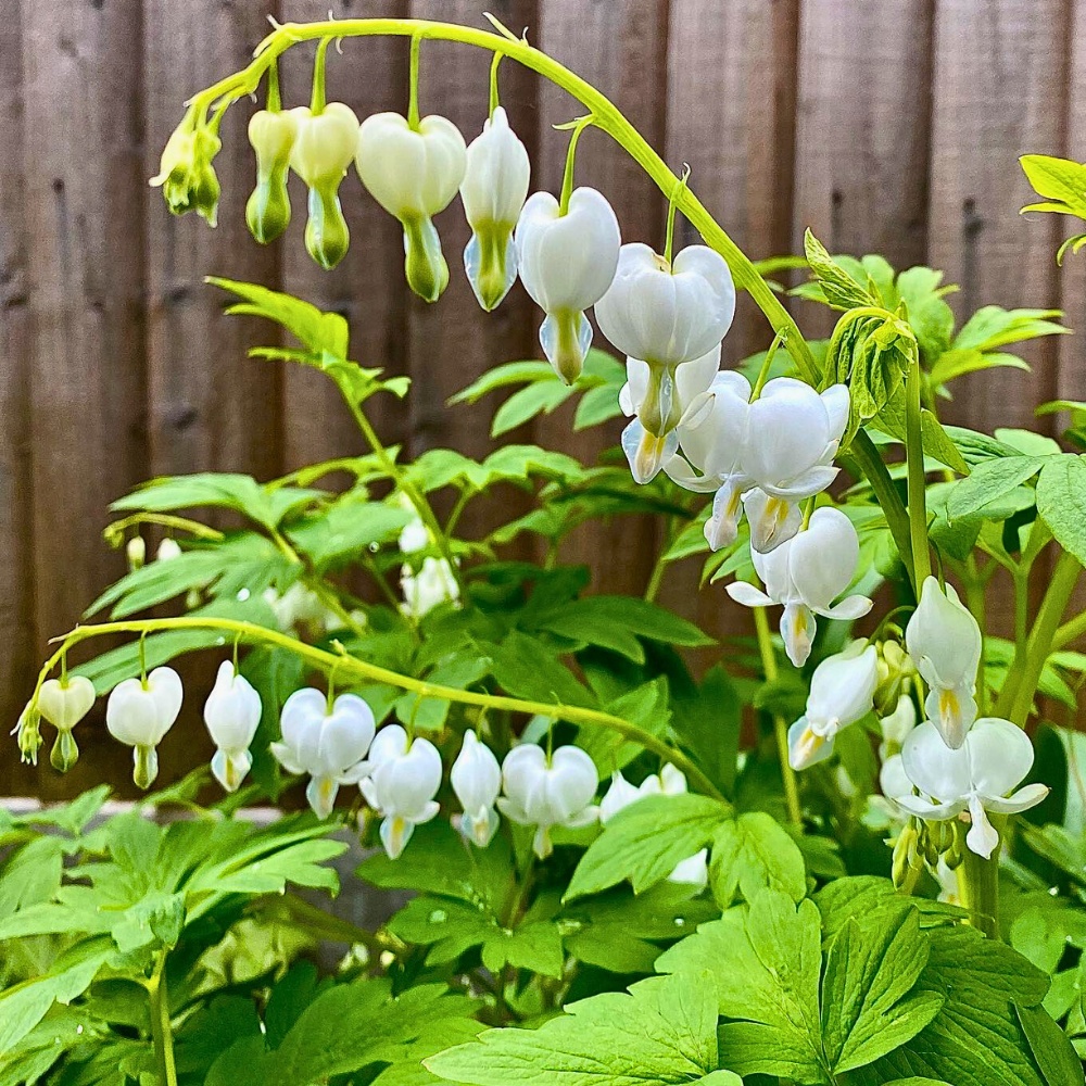 Bleeding Heart Flower Meaning, Symbolism, and Cultural Significance