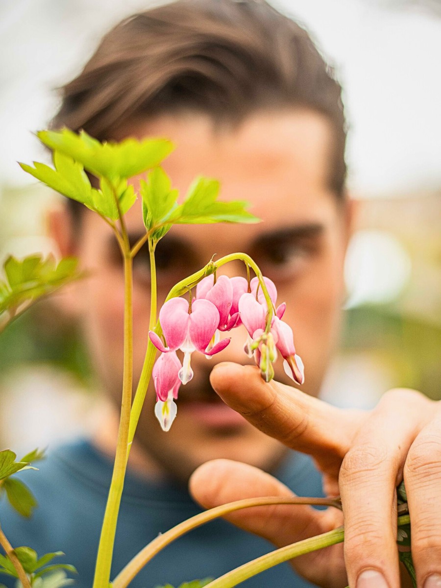 Getting to know what the bleeding heart flower means requires knowing a bit about the plant itself. 