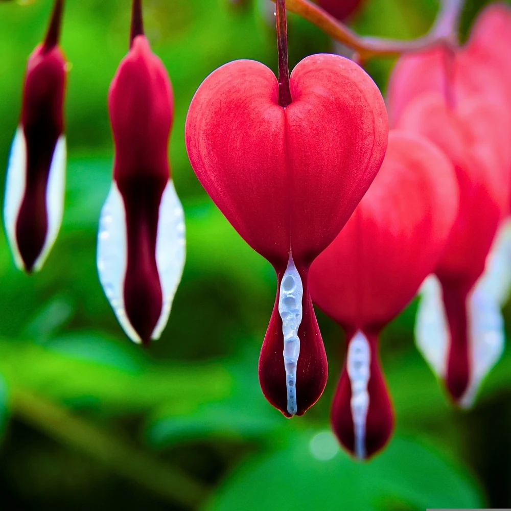 Bleeding Heart Flower Meaning: What Does Bleeding Heart Flowers Mean? - Thursd Article