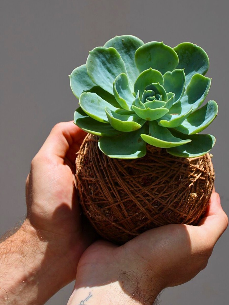 Kokedama, the Living Art of Growing Moss Ball Plants