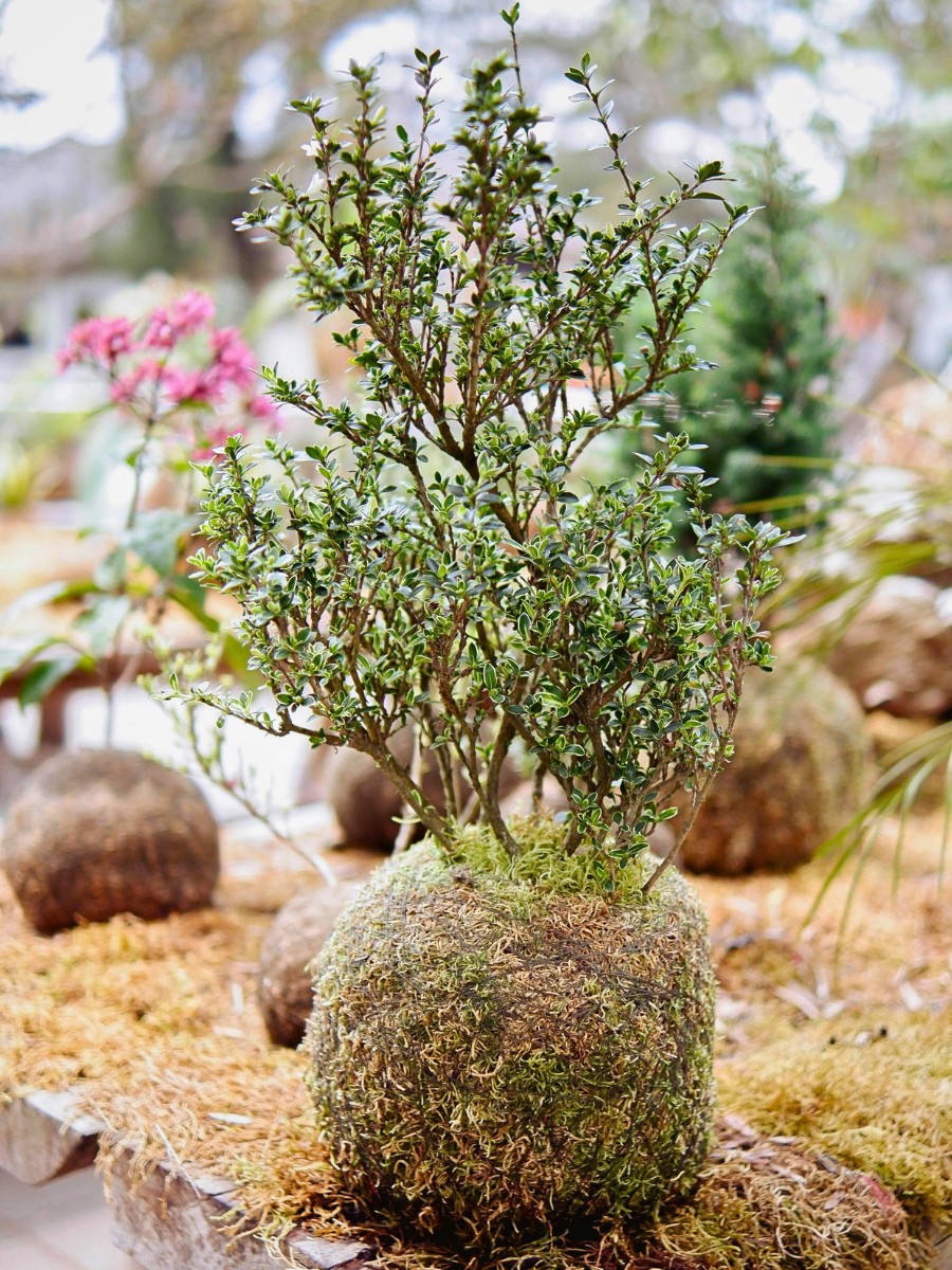 Kokedama, the Living Art of Growing Moss Ball Plants