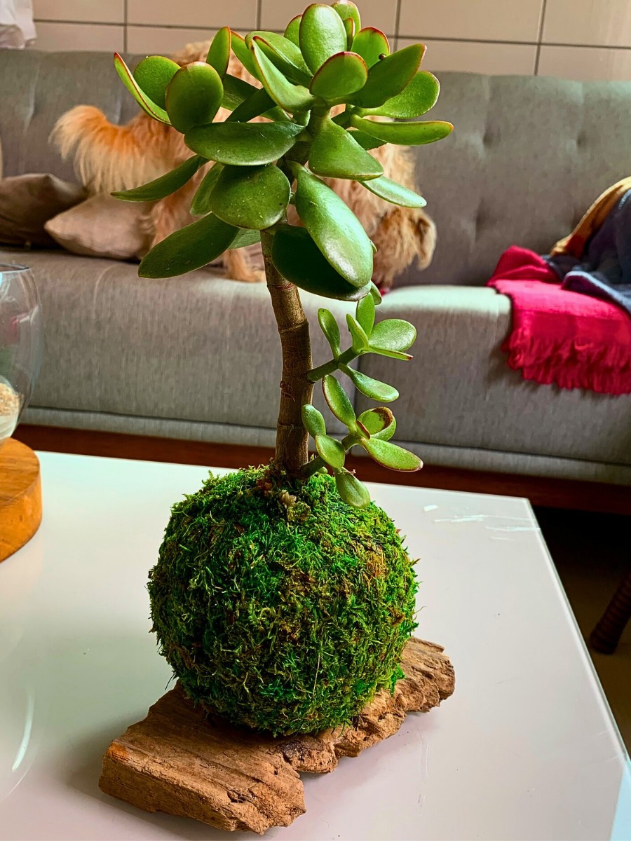Kokedama Is Growing Moss Ball Plants Born From Ancient Japanese Gardening Wisdom - Thursd Article