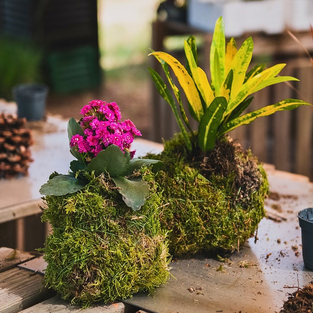 Kokedama Is Growing Moss Ball Plants Born From Ancient Japanese Gardening Wisdom - Thursd Article