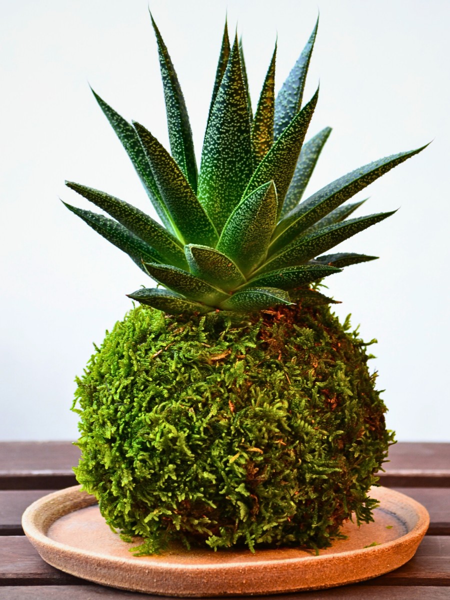 Kokedama Is Growing Moss Ball Plants Born From Ancient Japanese Gardening Wisdom - Thursd Article