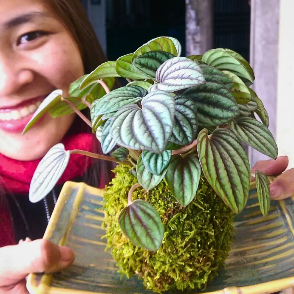 Kokedama Is Growing Moss Ball Plants Born From Ancient Japanese Gardening Wisdom - Thursd Article
