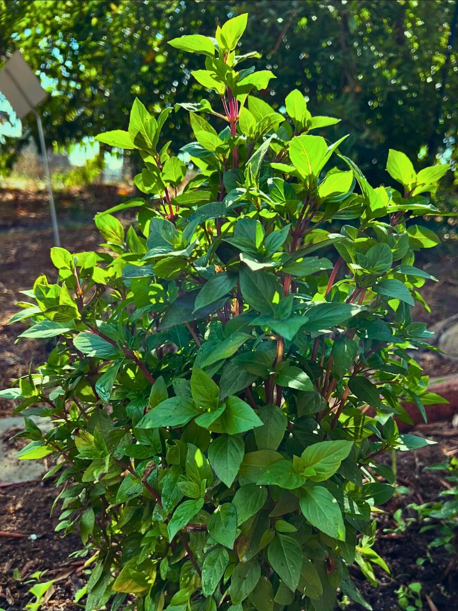 Thai Basil is a Mix of Nature's Beauty and Flavors