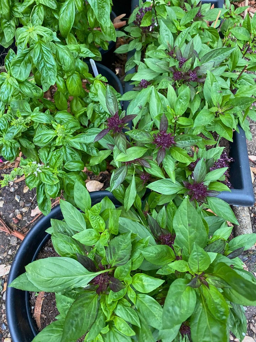 Nature&rsquo;s Beauty and Flavor Mixed in Thai Basil