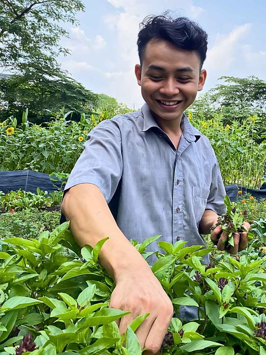 Thai basil combines beauty, fragrance, and flavor.