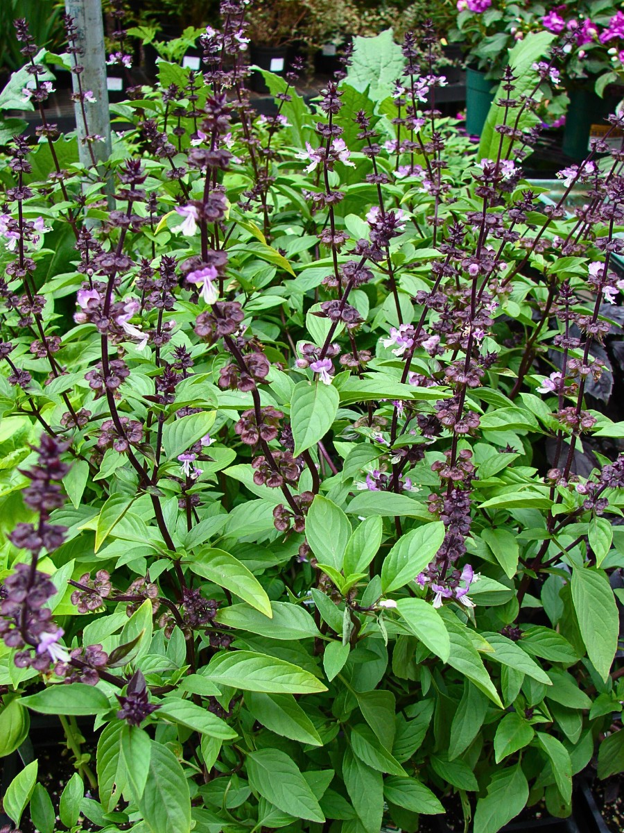 Thai Basil is a Mix of Nature's Beauty and Flavors