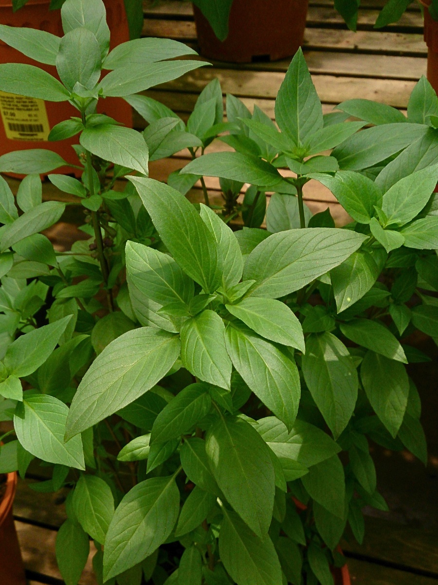 Thai basil combines beauty, fragrance, and flavor.