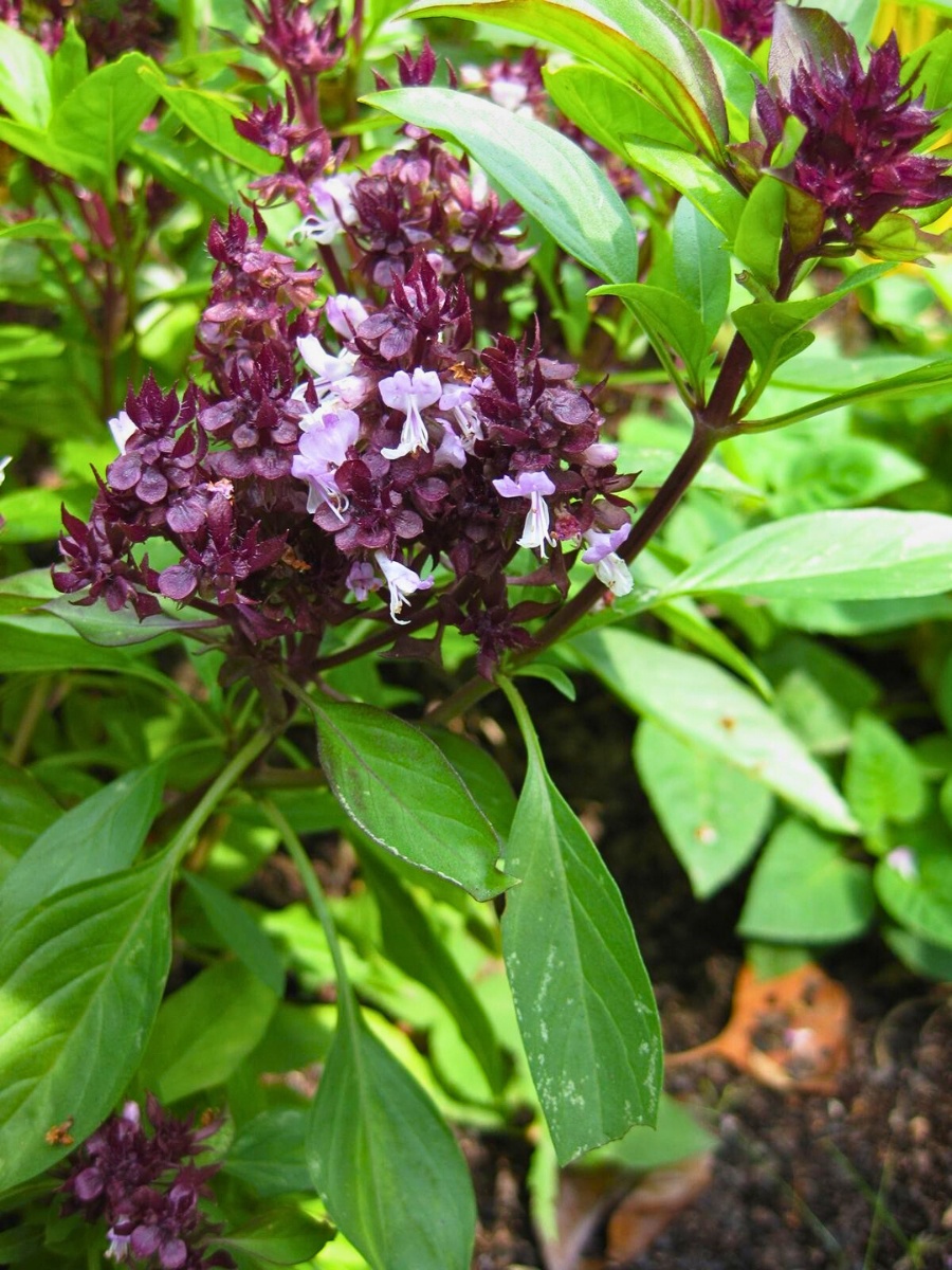 Thai Basil is a Mix of Nature's Beauty and Flavors