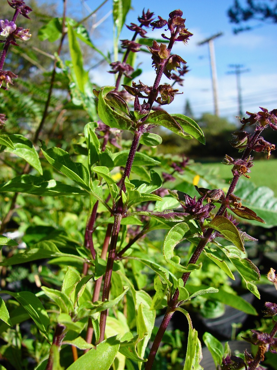 Thai basil offers anise and licorice-like sweet flavor and a rich heritage. 