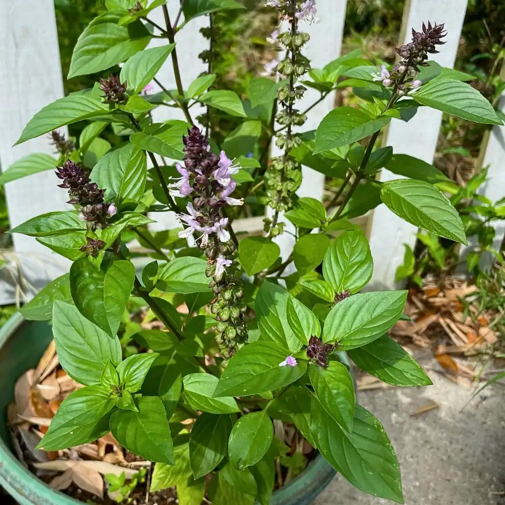 Thai Basil beautifies gardens and also adds flavors to food.