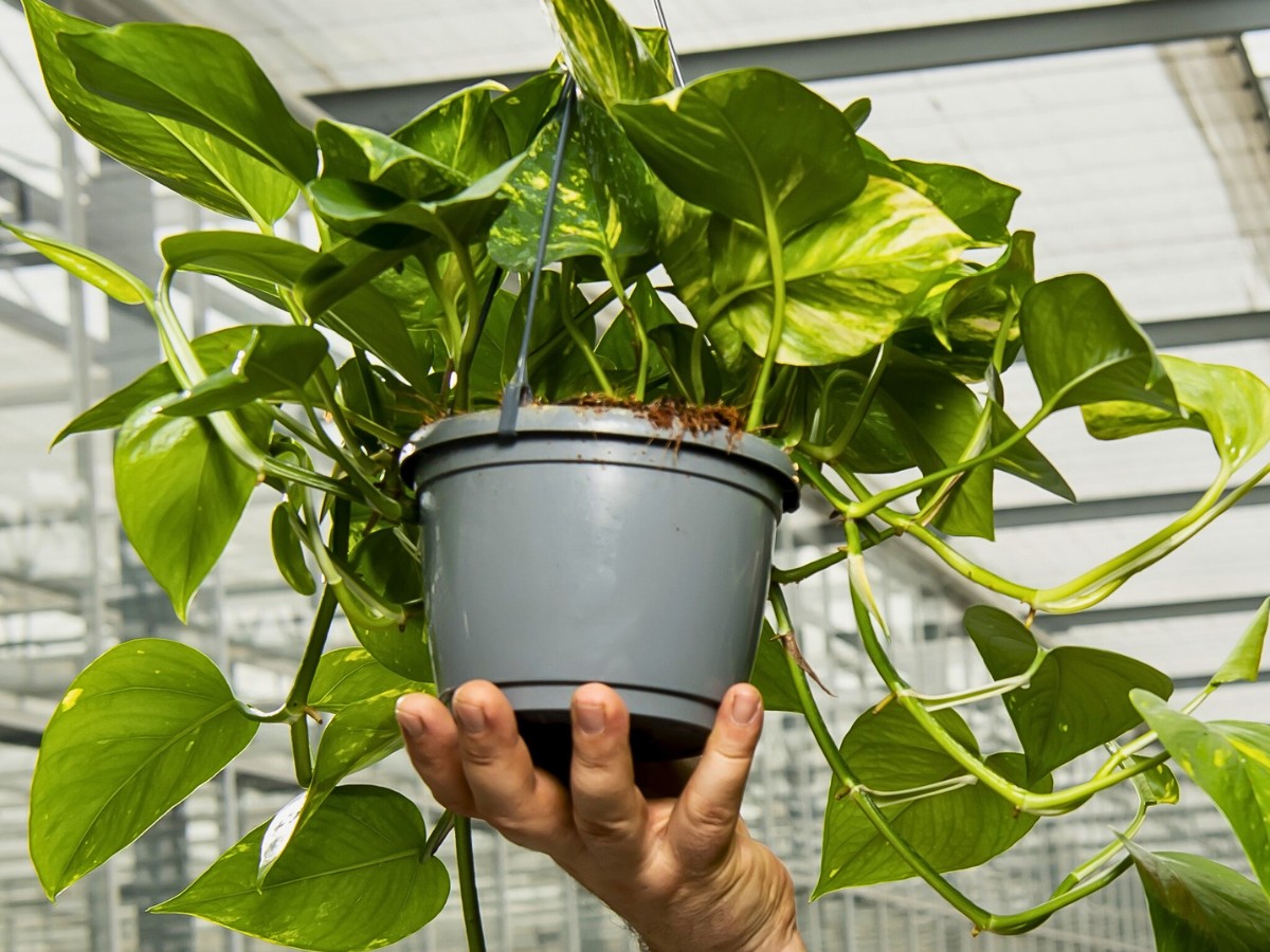 National Houseplant Appreciation Day Is All About Celebrating Your Indoor Plants