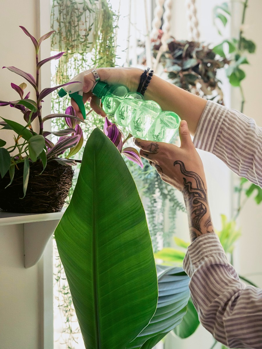 National Houseplant Appreciation Day provides one special moment to focus on these leafy friends