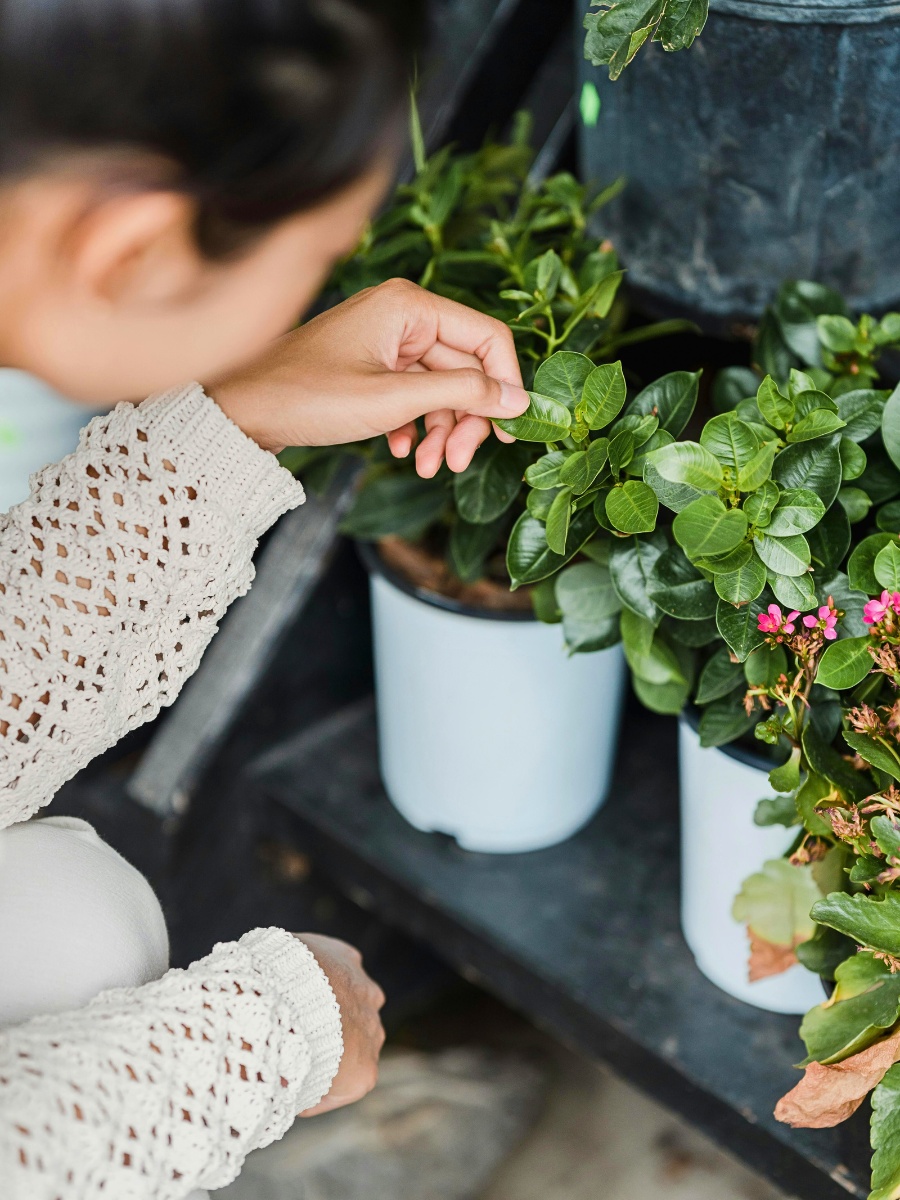 National Houseplant Appreciation Day Appreciates the Many Benefits of Houseplants - Thursd Article.