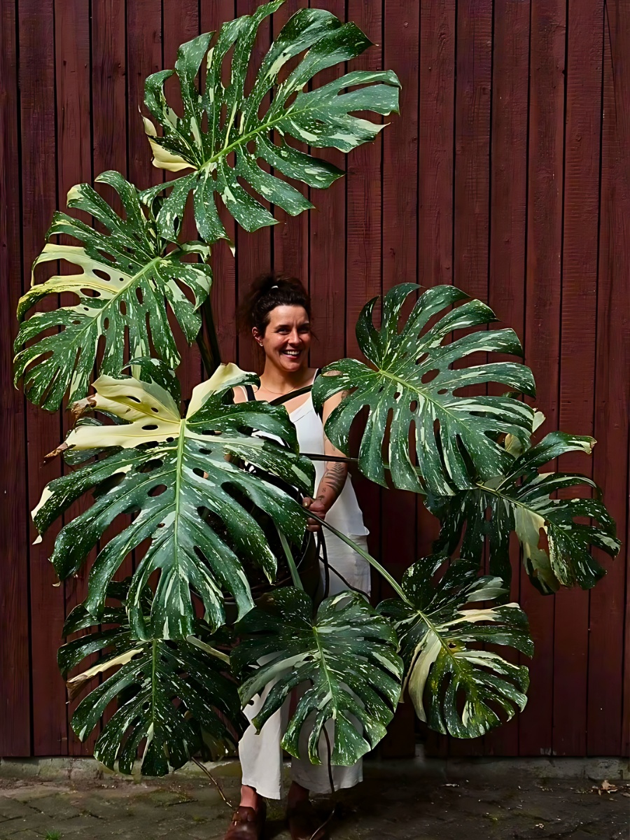 National Houseplant Appreciation Day Appreciates the Many Benefits of Houseplants - Thursd Article.