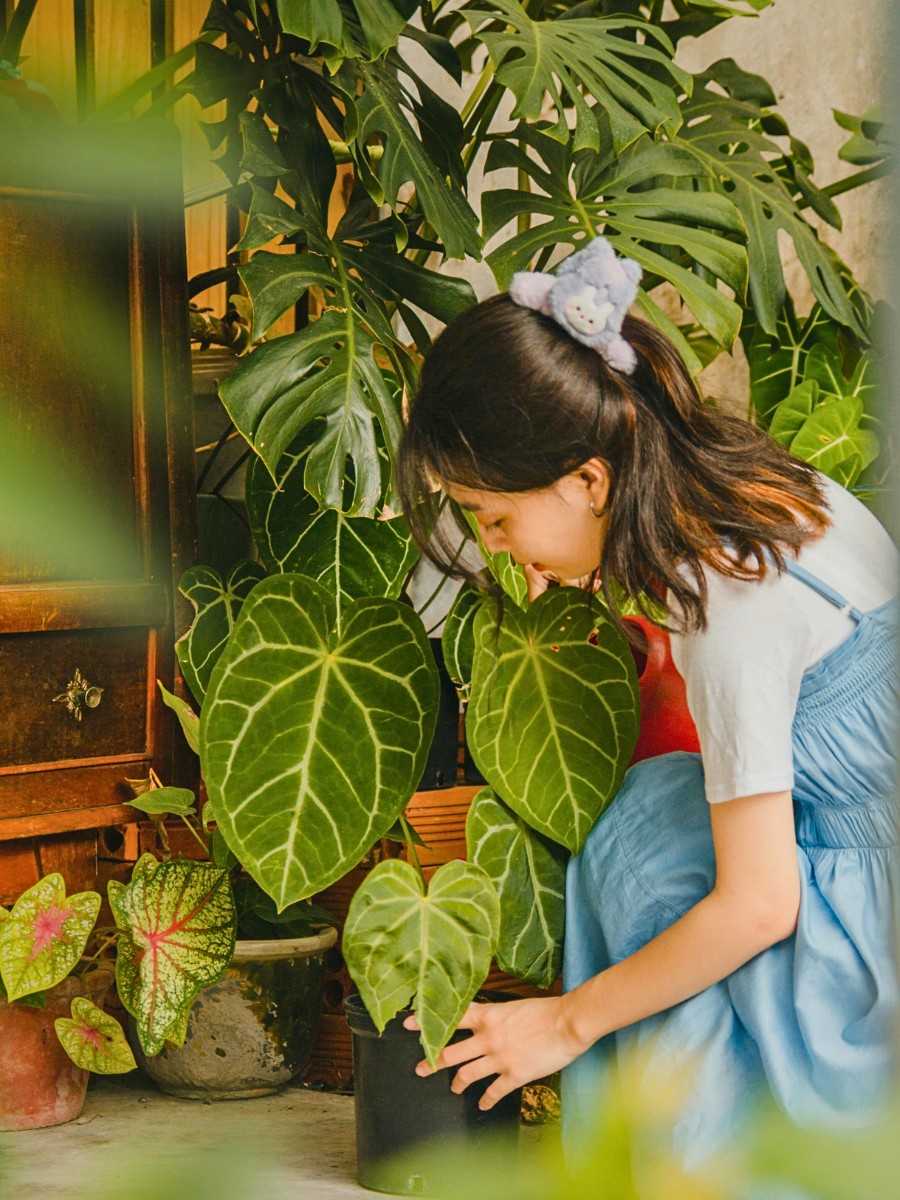 National Houseplant Appreciation Day Appreciates the Many Benefits of Houseplants - Thursd Article.