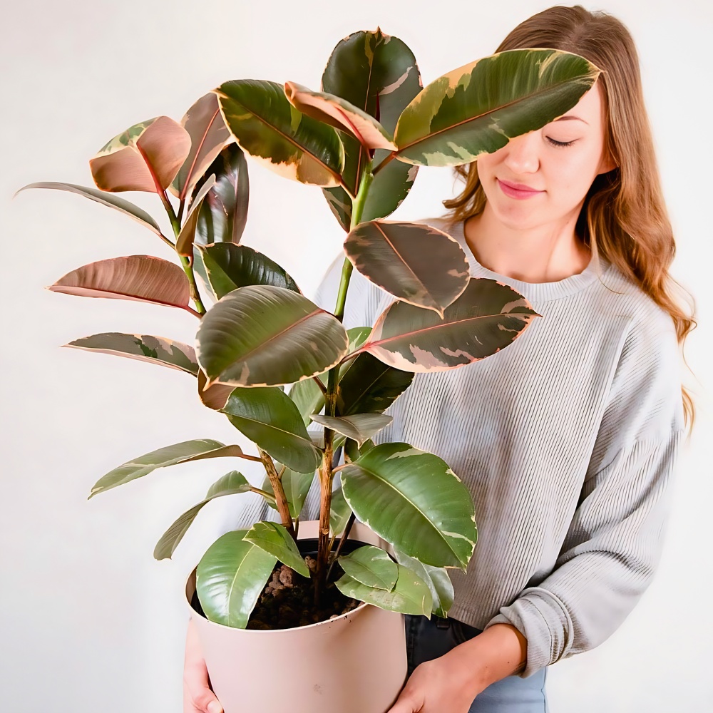 National Houseplant Appreciation Day Appreciates the Many Benefits of Houseplants - Thursd Article.