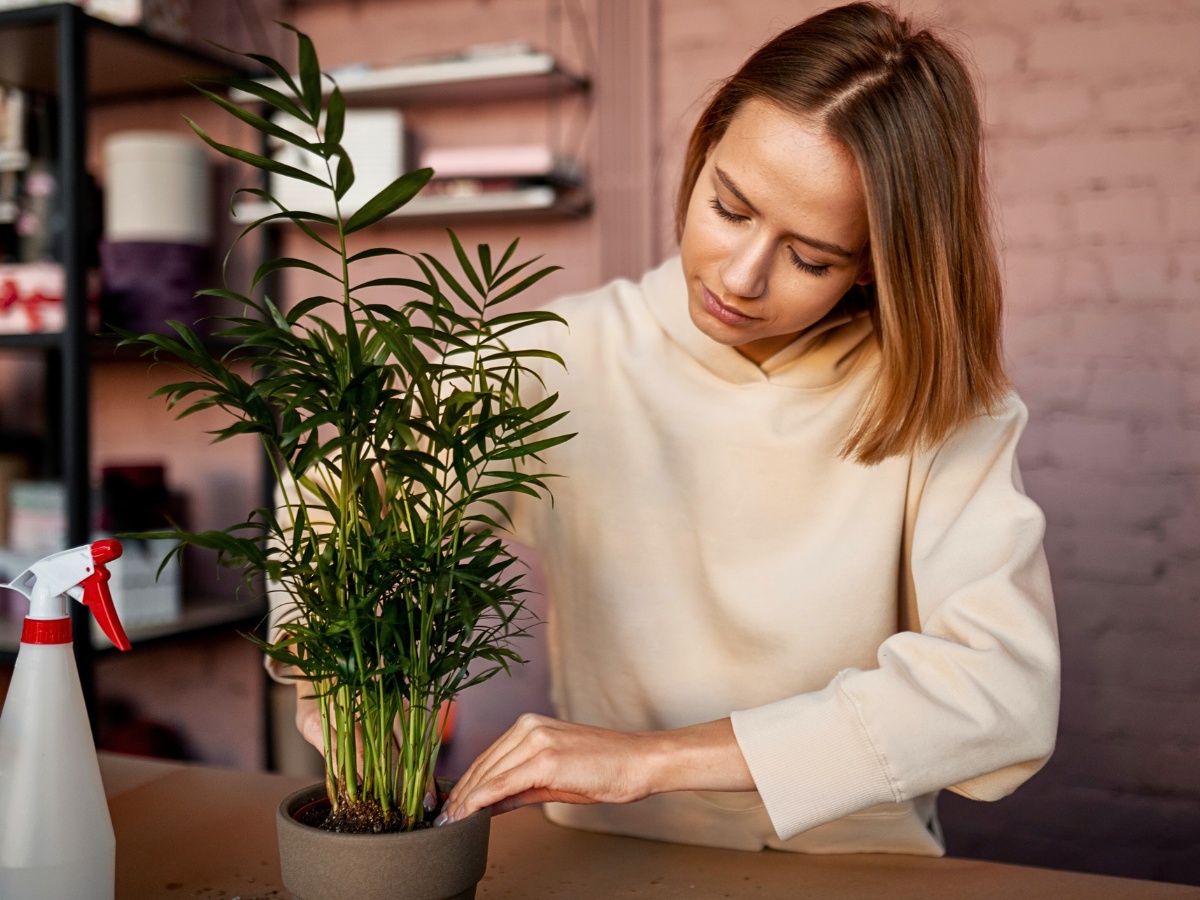 National Houseplant Appreciation Day Appreciates the Many Benefits of Houseplants - Thursd Article.