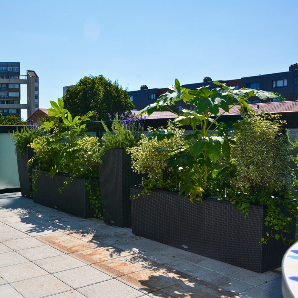 Micro-Rainforests on the Balcony Provide a Biophilic Design for Small Apartments and Big Well-Being.