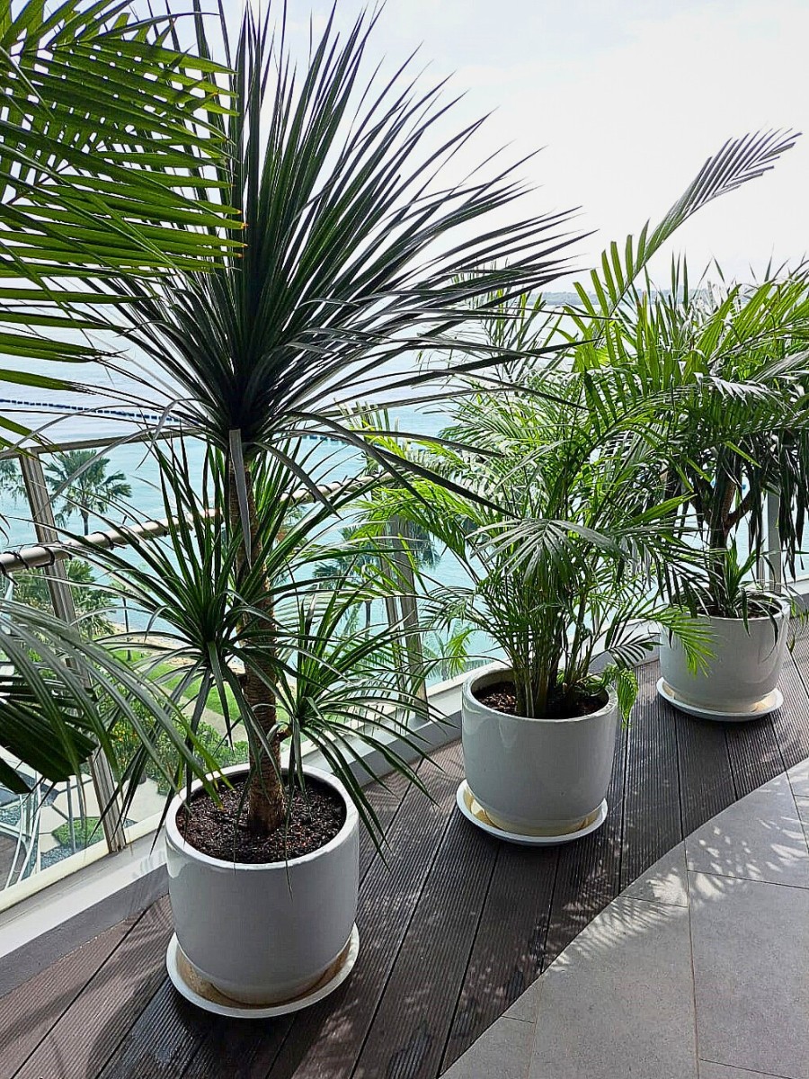 Micro-Rainforests on the Balcony Provide a Biophilic Design for Small Apartments and Big Well-Being.