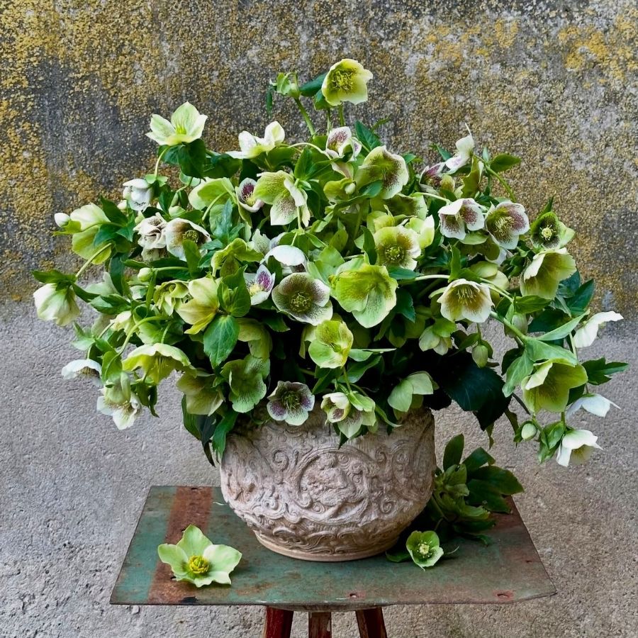 Helleborus by ellensgarten