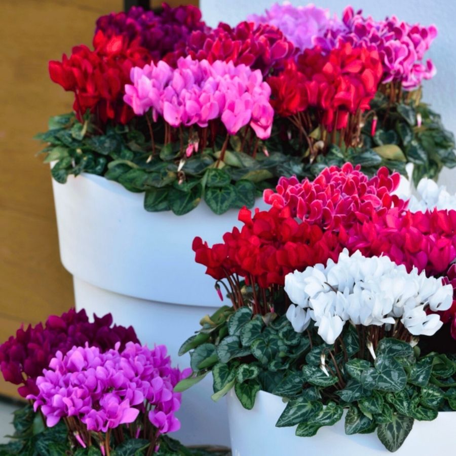 Cyclaam METIS from Morel