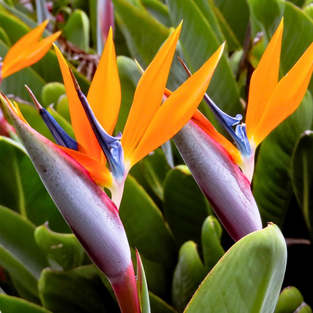 Bird of Paradise is Seema Jhaveri's favorite flower