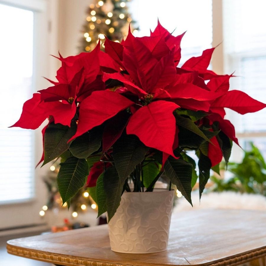 poinsettias by foertmeyerandsons