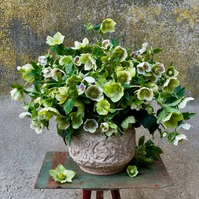 Helleborus by ellensgarten