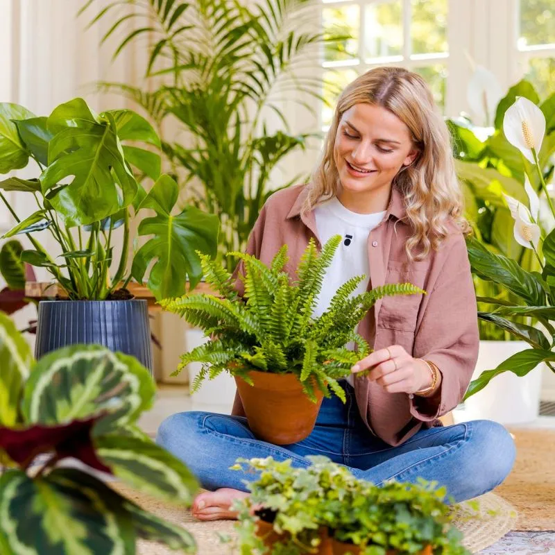 Air So Pure green indoor plants