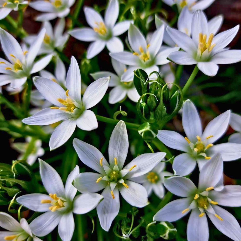 Ornithogalum umbellatum the garden star-of-Bethlehem is a perfect Epiphany flower