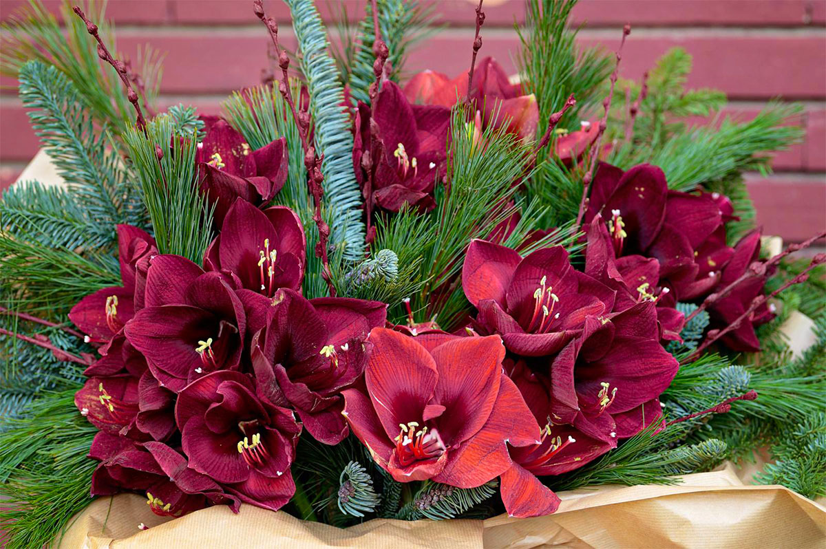 Laura Draghici Amaryllis Crimson Nocturne bouquet