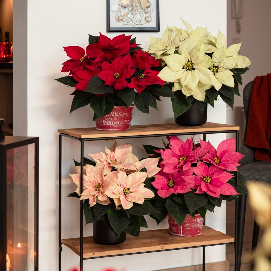 Poinsettias EMBLA FAMILY by Dummen Orange