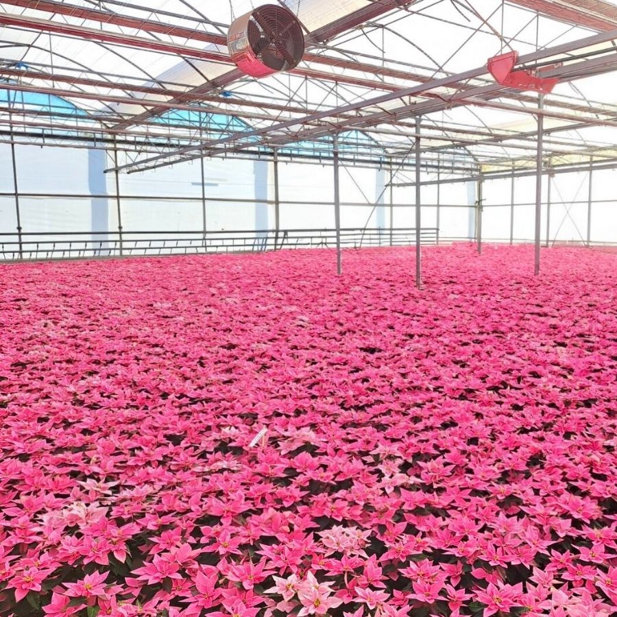 Poinsettia J'Adore Pink by Dummen Orange