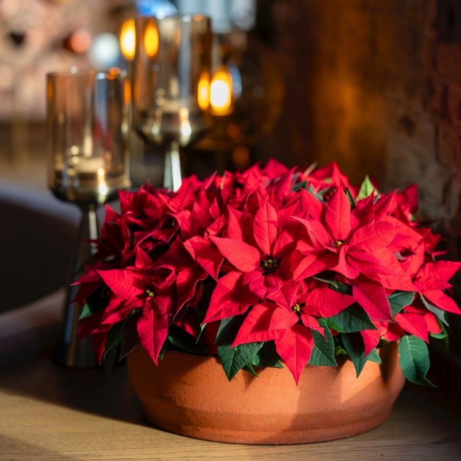 Poinsettia Rapid Red by Dummen Orange