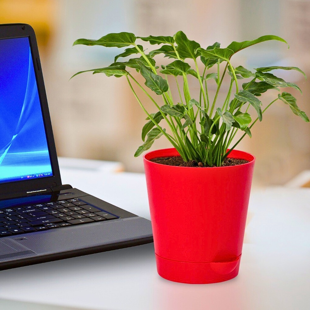 Bringing Life to Your Workspace With Corporate Plants