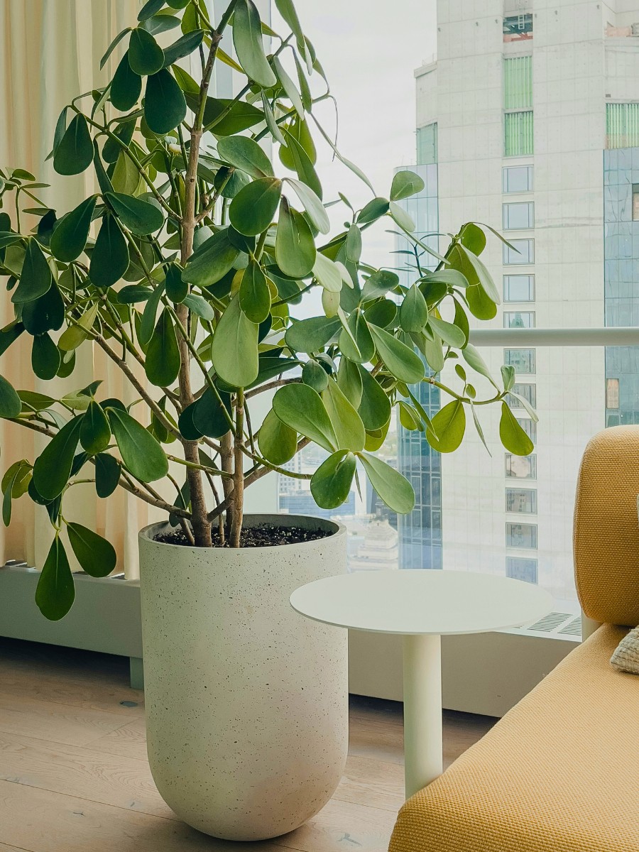 Bringing Life to Your Workspace With Corporate Plants