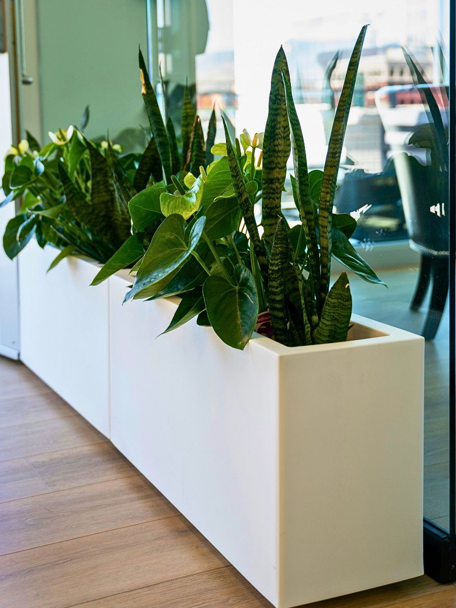 Discover Stunning Tall Indoor Plants | Plantshop.me UAE, image size:900x1200