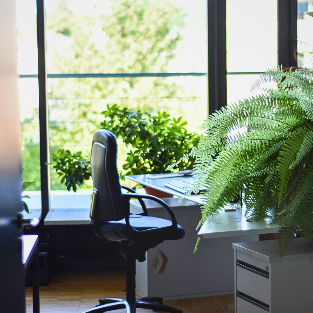 Bringing Life to Your Workspace With Corporate Plants