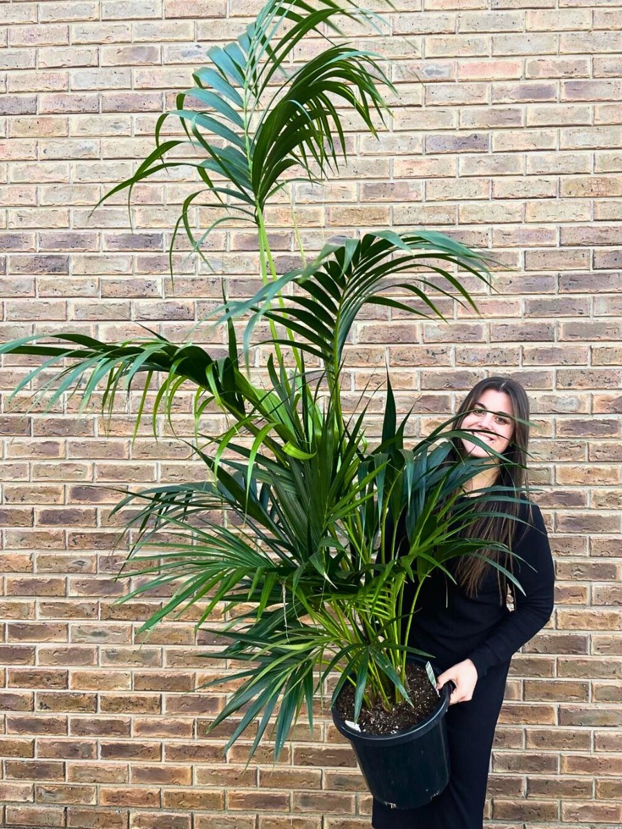 Bringing Life to Your Workspace With Corporate Plants