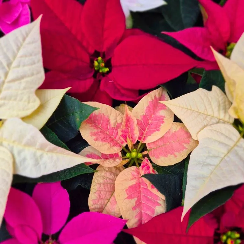 Poinsettia by Dummen Orange