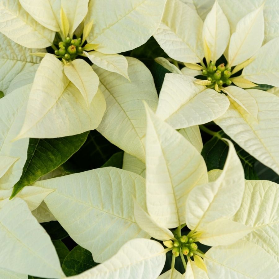 Poinsettia Moni White Dummen Orange
