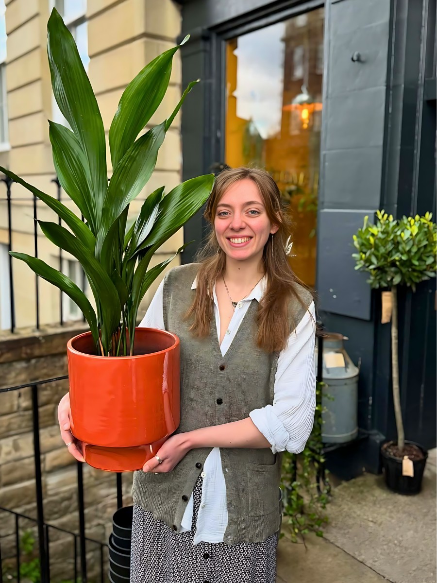 Bringing Life to Your Workspace With Corporate Plants