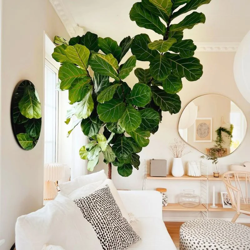Fiddle Leaf Fig in Scandi interior